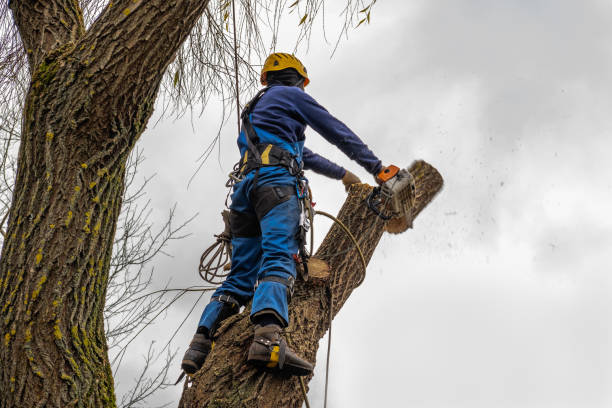 Why Choose Our Tree Removal Services in Somonauk, IL?